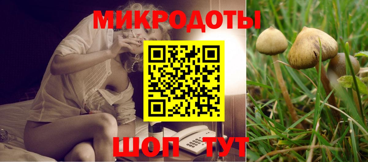 Курчатов  хочу   Вход с VPN  Псилоцибиновые грибы Cubensis 